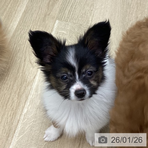 パピヨンの写真