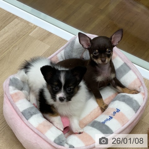 福島県のパピヨン (ペットプラス 福島店/2025年10月28日生まれ/男の子/トライカラー)の子犬の3枚目の画像