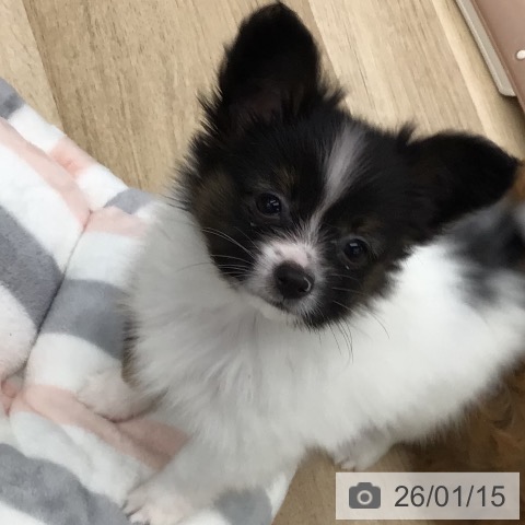 福島県のパピヨン (ペットプラス 福島店/2025年10月28日生まれ/男の子/トライカラー)の子犬の4枚目の画像