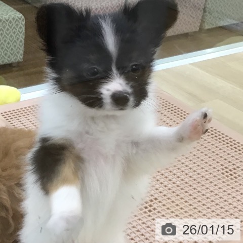 福島県のパピヨン (ペットプラス 福島店/2025年10月28日生まれ/男の子/トライカラー)の子犬の3枚目の画像