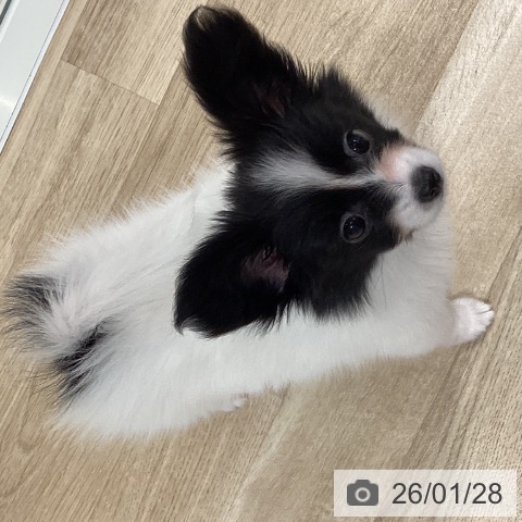 パピヨンの写真