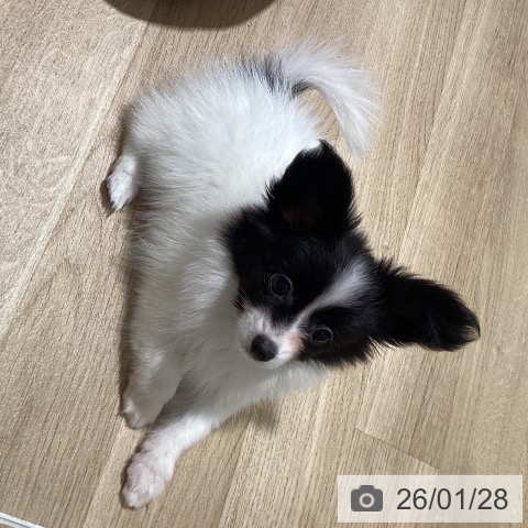 鹿児島県のパピヨン (ペットプラス 姶良店/2025年10月28日生まれ/女の子/ホワイトブラック)の子犬の3枚目の画像