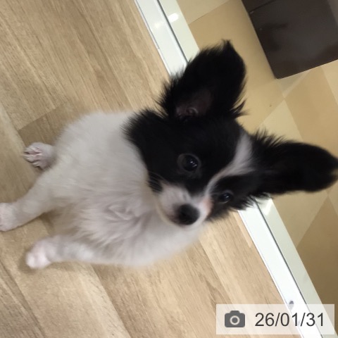 鹿児島県のパピヨン (ペットプラス 姶良店/2025年10月28日生まれ/女の子/ホワイトブラック)の子犬の3枚目の画像