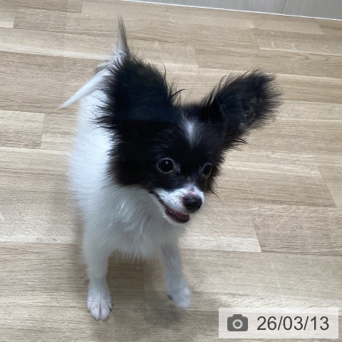 宮城県のパピヨン (ペットプラス 仙台泉大沢店/2025年10月28日生まれ/女の子/ホワイトブラック)の子犬の4枚目の画像