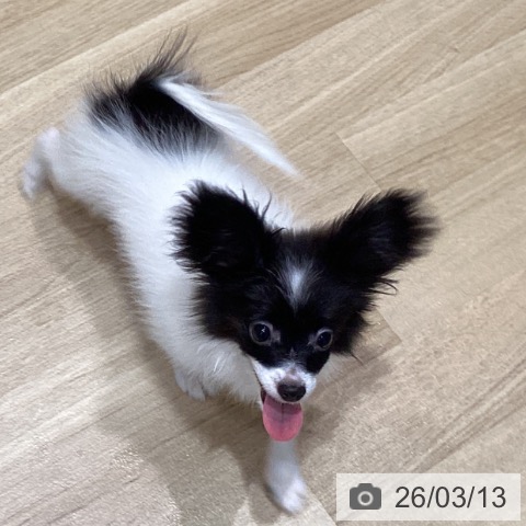 宮城県のパピヨン (ペットプラス 仙台泉大沢店/2025年10月28日生まれ/女の子/ホワイトブラック)の子犬の3枚目の画像