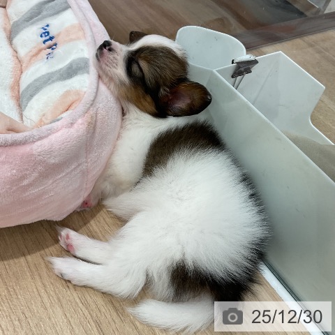 福岡県のパピヨン (ペットプラス 八幡東店/2025年10月29日生まれ/男の子/ホワイトブラウン)の子犬の4枚目の画像