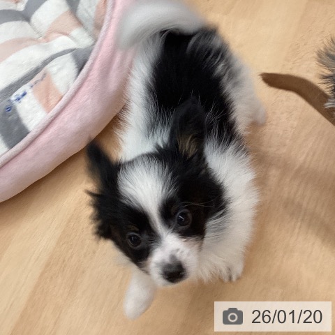 熊本県のパピヨン (ペットプラス 熊本店/2025年10月29日生まれ/女の子/トライカラー)の子犬の4枚目の画像