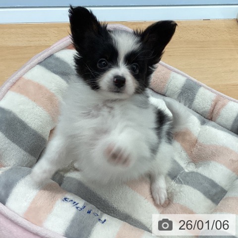 熊本県のパピヨン (ペットプラス 熊本店/2025年10月29日生まれ/女の子/トライカラー)の子犬の3枚目の画像