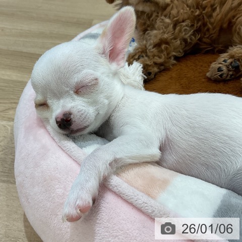 福岡県のチワワ(ロング) (ペットプラス 香椎浜店/2025年10月27日生まれ/女の子/ホワイトクリーム)の子犬の4枚目の画像