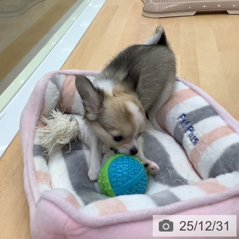 福岡県のチワワ(ロング) (ペットプラス 福岡店/2025年10月27日生まれ/女の子/セーブルホワイト)の子犬の3枚目の画像