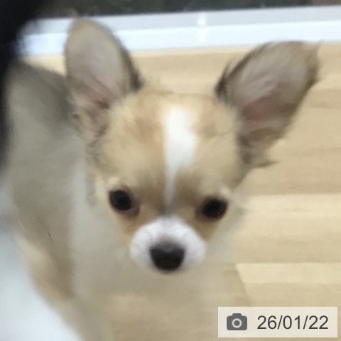 宮崎県のチワワ(ロング) (ペットプラス 宮崎店/2025年10月27日生まれ/女の子/セーブルホワイト)の子犬の3枚目の画像