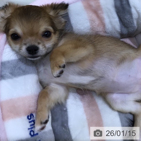 熊本県のチワワ(ロング) (ペットプラス 熊本店/2025年10月27日生まれ/女の子/セーブルホワイト)の子犬の4枚目の画像