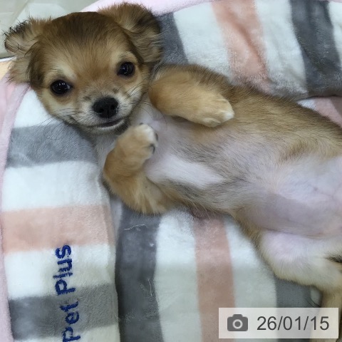 熊本県のチワワ(ロング) (ペットプラス 熊本店/2025年10月27日生まれ/女の子/セーブルホワイト)の子犬の3枚目の画像