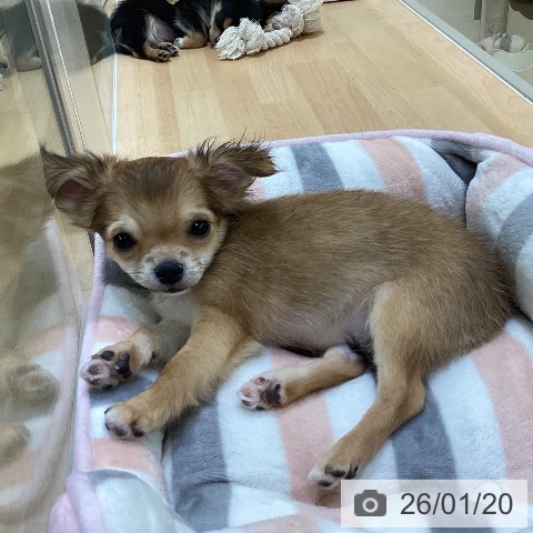 熊本県のチワワ(ロング) (ペットプラス 熊本店/2025年10月27日生まれ/女の子/セーブルホワイト)の子犬の3枚目の画像