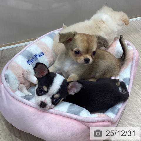 沖縄県のチワワ(ロング) (ペットプラス 沖縄ライカム店/2025年10月27日生まれ/女の子/セーブルホワイト)の子犬の4枚目の画像