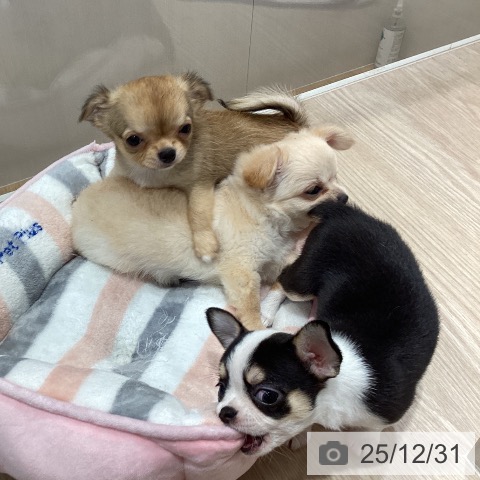 沖縄県のチワワ(ロング) (ペットプラス 沖縄ライカム店/2025年10月27日生まれ/女の子/セーブルホワイト)の子犬の3枚目の画像