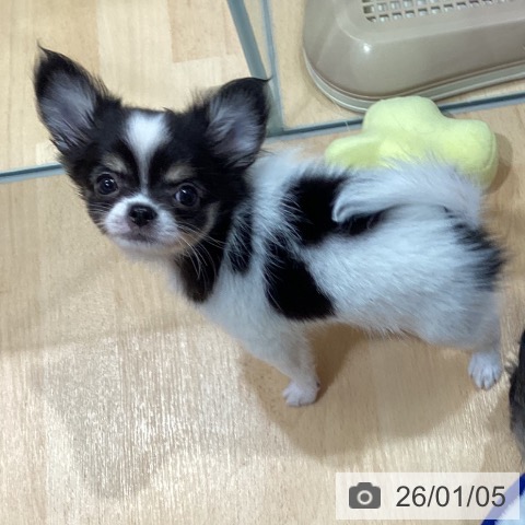 埼玉県のチワワ(ロング) (ペットプラス 羽生店/2025年10月28日生まれ/男の子/ホワイトブラックタン)の子犬の4枚目の画像