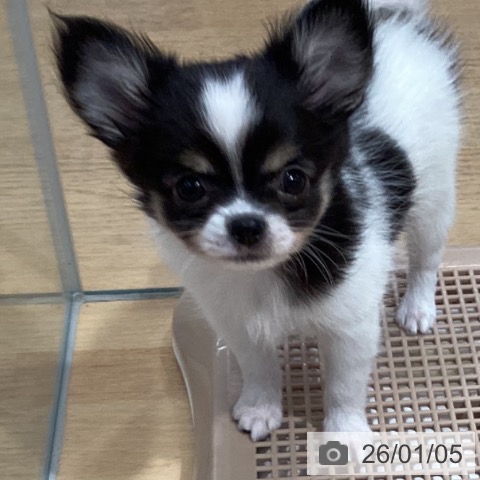 埼玉県のチワワ(ロング) (ペットプラス 羽生店/2025年10月28日生まれ/男の子/ホワイトブラックタン)の子犬の3枚目の画像