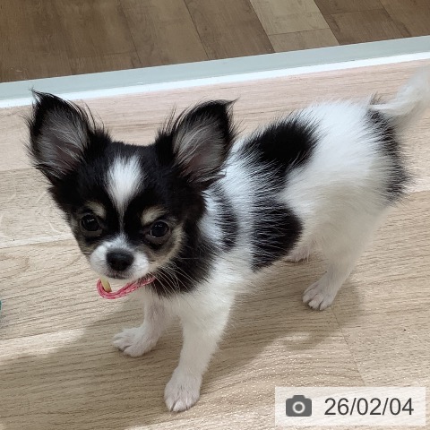 長野県のチワワ(ロング) (ペットプラス 長野店/2025年10月28日生まれ/男の子/ホワイトブラックタン)の子犬の3枚目の画像