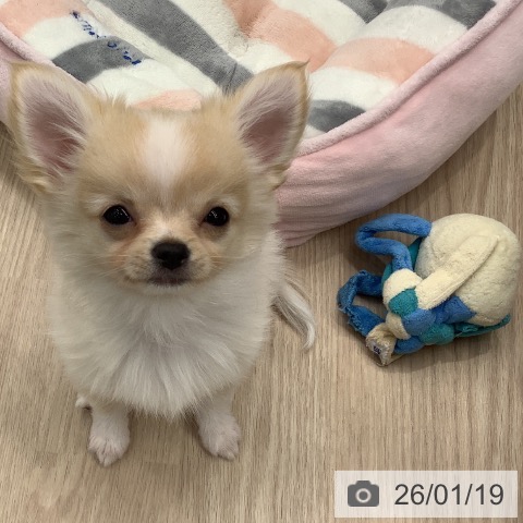 埼玉県のチワワ(ロング) (ペットプラス 川口店/2025年10月28日生まれ/男の子/クリームホワイト)の子犬の3枚目の画像