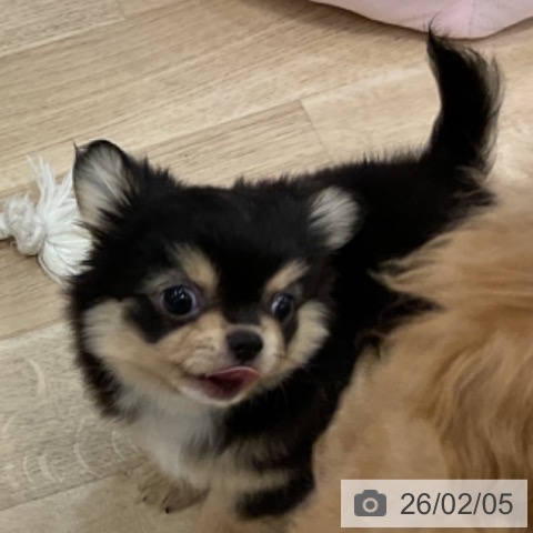 福岡県のチワワ(ロング) (ペットプラス 香椎浜店/2025年10月29日生まれ/男の子/ブラックタンホワイト)の子犬の4枚目の画像