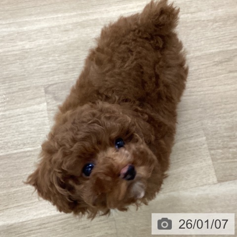 トイ・プードルの写真