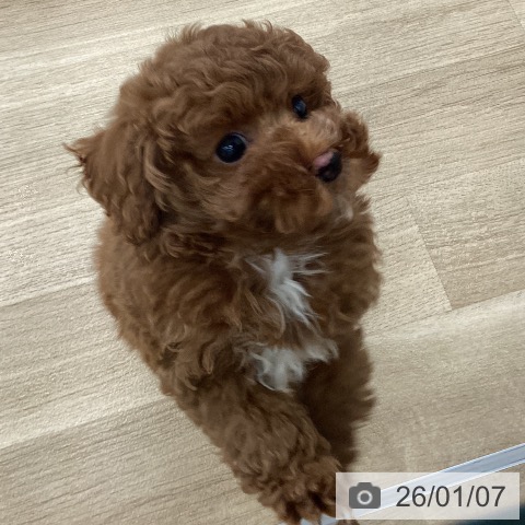 福岡県のトイプードル(トイ) (ペットプラス 春日店/2025年10月29日生まれ/男の子/レッド)の子犬の4枚目の画像