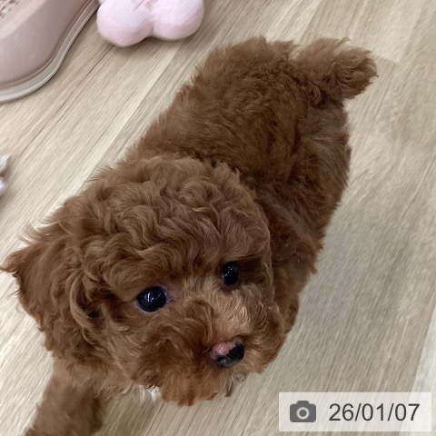 福岡県のトイプードル(トイ) (ペットプラス 春日店/2025年10月29日生まれ/男の子/レッド)の子犬の3枚目の画像