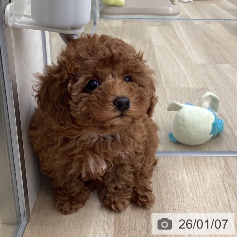 福岡県のトイプードル(トイ) (ペットプラス 春日店/2025年10月29日生まれ/女の子/レッド)の子犬の4枚目の画像