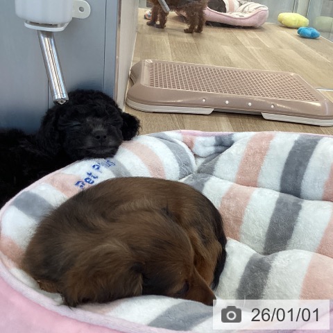 福岡県のトイプードル(トイ) (ペットプラス ららぽーと福岡店/2025年10月17日生まれ/女の子/シルバー)の子犬の3枚目の画像