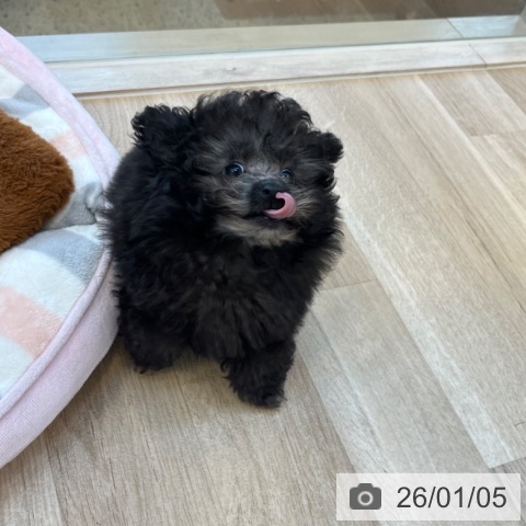 福岡県のトイプードル(トイ) (ペットプラス ららぽーと福岡店/2025年10月17日生まれ/女の子/シルバー)の子犬の4枚目の画像