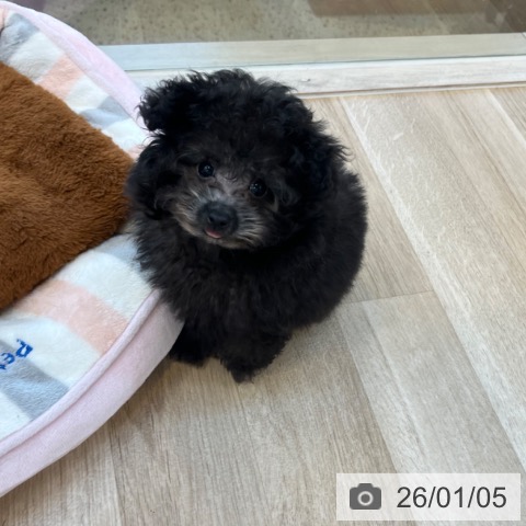 福岡県のトイプードル(トイ) (ペットプラス ららぽーと福岡店/2025年10月17日生まれ/女の子/シルバー)の子犬の3枚目の画像