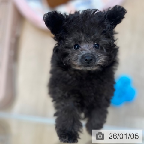 福岡県のトイプードル(トイ) (ペットプラス ららぽーと福岡店/2025年10月17日生まれ/女の子/シルバー)の子犬の3枚目の画像