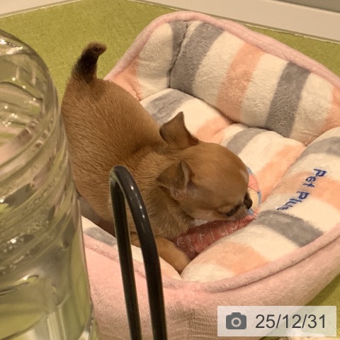 福岡県のチワワ(ロング) (ペットプラス 福岡店/2025年10月27日生まれ/男の子/フォーンホワイト)の子犬の4枚目の画像