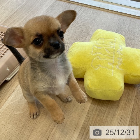 福岡県のチワワ(ロング) (ペットプラス ららぽーと福岡店/2025年10月27日生まれ/女の子/フォーンホワイト)の子犬の4枚目の画像