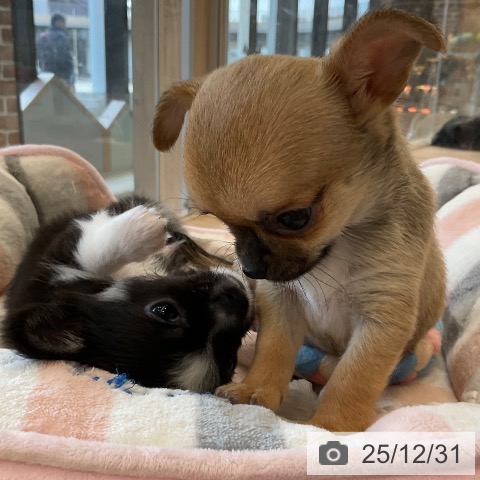 福岡県のチワワ(ロング) (ペットプラス ららぽーと福岡店/2025年10月27日生まれ/女の子/フォーンホワイト)の子犬の4枚目の画像