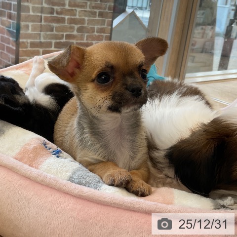 福岡県のチワワ(ロング) (ペットプラス ららぽーと福岡店/2025年10月27日生まれ/女の子/フォーンホワイト)の子犬の3枚目の画像