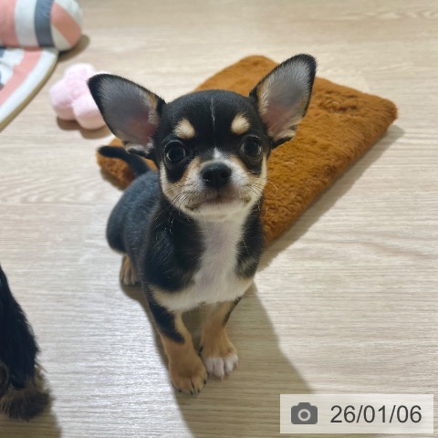 東京都のチワワ(ロング) (ペットプラス 板橋店/2025年10月28日生まれ/男の子/ブラックタンホワイト)の子犬の3枚目の画像