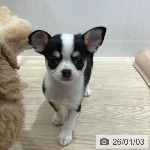 沖縄県のチワワ(ロング) (ペットプラス 沖縄ライカム店/2025年10月28日生まれ/女の子/ブラックタンホワイト)の子犬の4枚目の画像