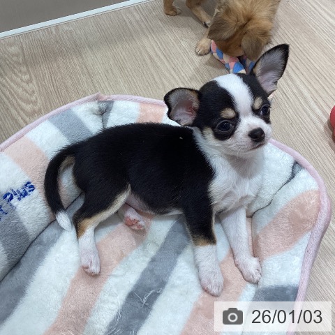 沖縄県のチワワ(ロング) (ペットプラス 沖縄ライカム店/2025年10月28日生まれ/女の子/ブラックタンホワイト)の子犬の3枚目の画像