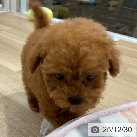 福岡県のトイプードル(トイ) (ペットプラス 八幡東店/2025年10月25日生まれ/男の子/レッド)の子犬の4枚目の画像