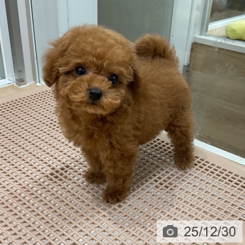 福岡県のトイプードル(トイ) (ペットプラス 八幡東店/2025年10月25日生まれ/男の子/レッド)の子犬の3枚目の画像