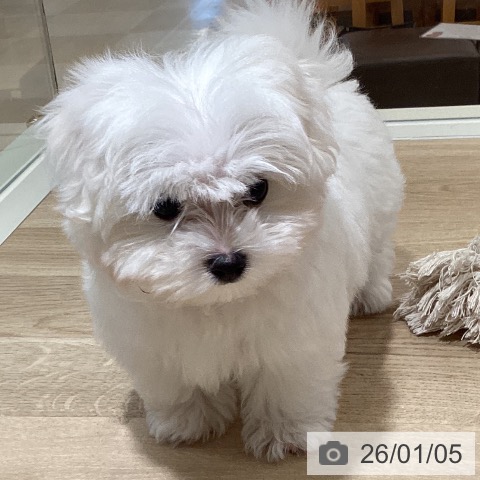 鹿児島県のマルチーズ (ペットプラス 姶良店/2025年10月30日生まれ/男の子/ホワイト)の子犬の4枚目の画像