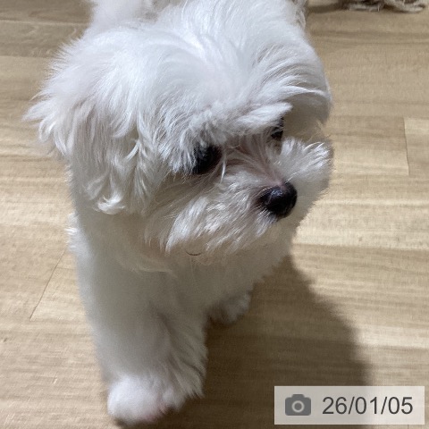 鹿児島県のマルチーズ (ペットプラス 姶良店/2025年10月30日生まれ/男の子/ホワイト)の子犬の3枚目の画像