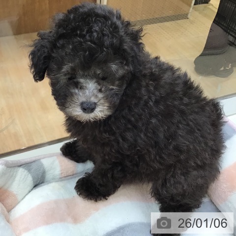 沖縄県のトイプードル(トイ) (ペットプラス 沖縄ライカム店/2025年10月25日生まれ/女の子/シルバー)の子犬の4枚目の画像