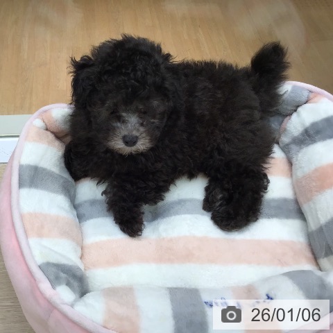 沖縄県のトイプードル(トイ) (ペットプラス 沖縄ライカム店/2025年10月25日生まれ/女の子/シルバー)の子犬の3枚目の画像