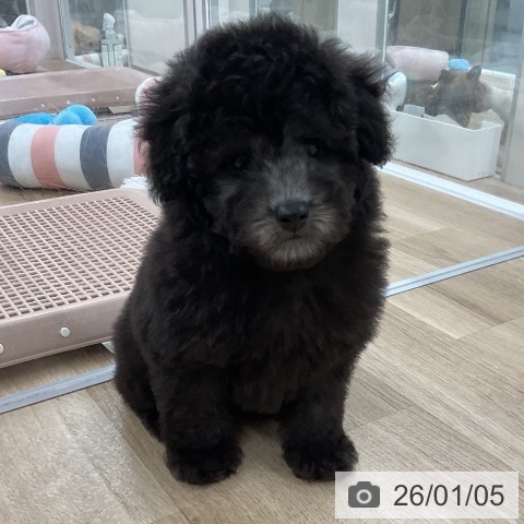 福岡県のトイプードル(トイ) (ペットプラス 八幡東店/2025年10月25日生まれ/女の子/シルバー)の子犬の4枚目の画像