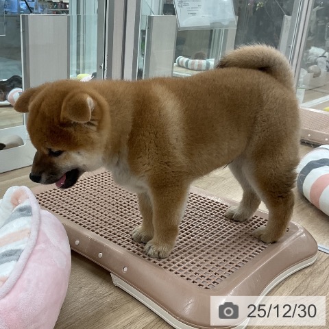 福岡県の柴犬(標準サイズ) (ペットプラス 八幡東店/2025年10月30日生まれ/男の子/赤)の子犬の3枚目の画像