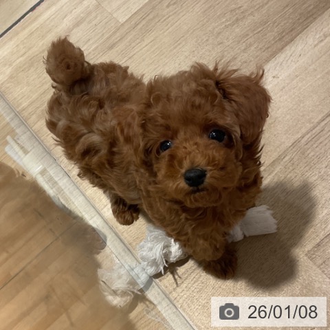 福岡県のトイプードル(トイ) (ペットプラス 小倉南店/2025年10月27日生まれ/男の子/レッド)の子犬の4枚目の画像