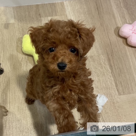 福岡県のトイプードル(トイ) (ペットプラス 小倉南店/2025年10月27日生まれ/男の子/レッド)の子犬の3枚目の画像